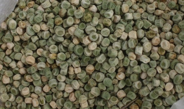 Yozgat'ta kuru bezelye deneme ekimi yapıldı