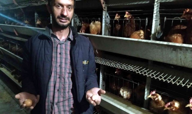 Yumurta üreticileri devletten destek bekliyor