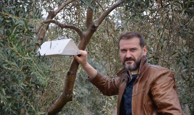 Zeytin ağaçlarında hastalık ve zararlıların tespiti için tuzak asılıyor