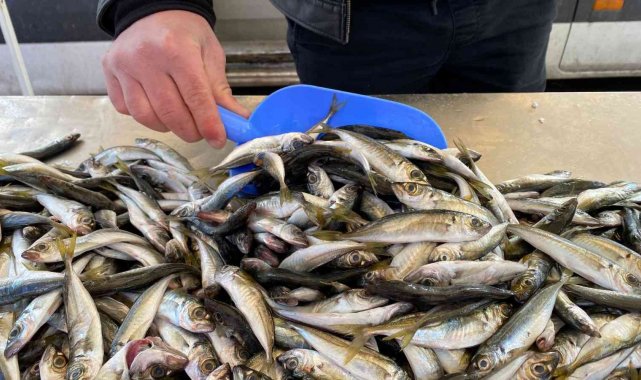 Zonguldak&#039;ta balıkçılar teselliyi istavritte buldu