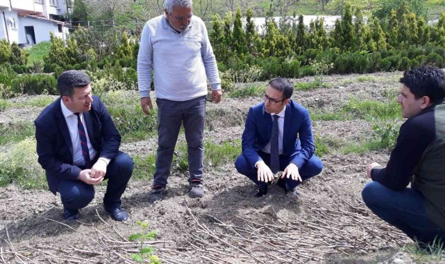 Zonguldak'ta karaçatlak üzümü üretimi yaygınlaştırılacak