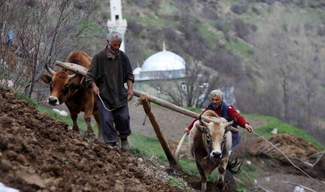Zorlu şartlara rağmen karasaban ile üretime devam ediyorlar