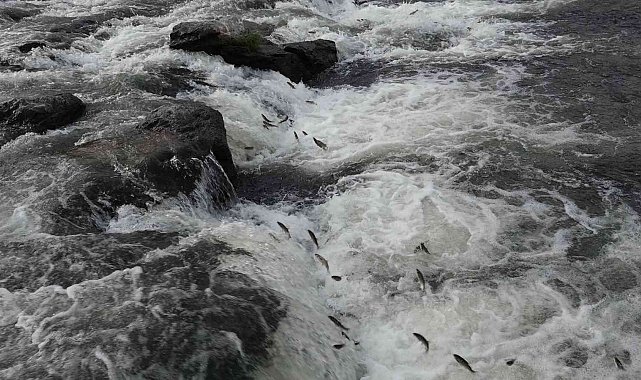 10. İnci Kefali Festivali&#039;ne davet