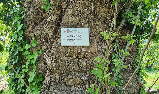 300 yıllık çınar ağaç, &#039;anıt ağaç&#039; olarak tescillendi