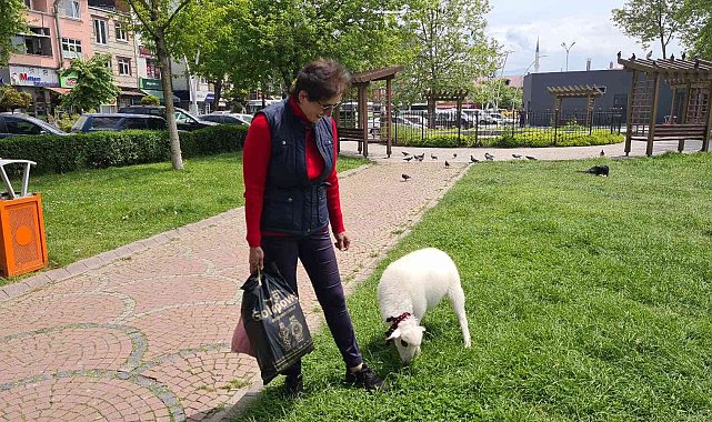 &#039;Boncuk&#039; ismini verdiği kuzu, çocuğu gibi peşinden ayrılmıyor