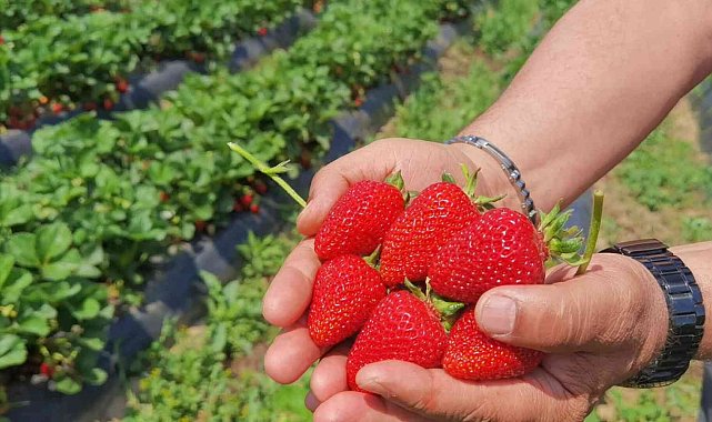 'Çilek köyü'nde ilk hasat başladı; 5 ülkeye ihraç edilecek