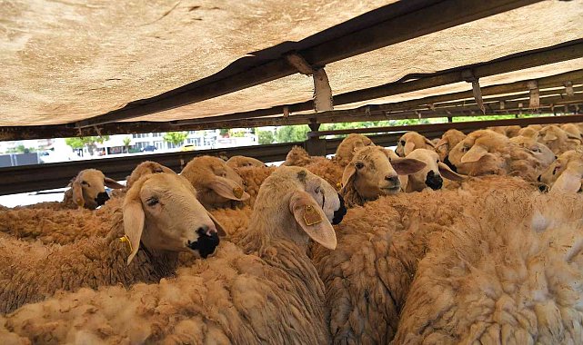 'Meralar Şenleniyor' projesinde kuralar çekiliyor