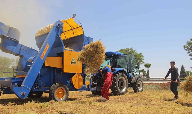 43 derece sıcakta mercimek hasadı