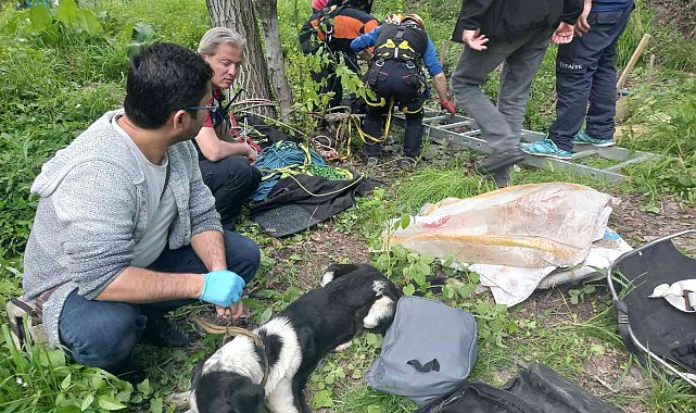 8 metre derinlikteki su kuyusuna düşen köpekler kurtarıldı