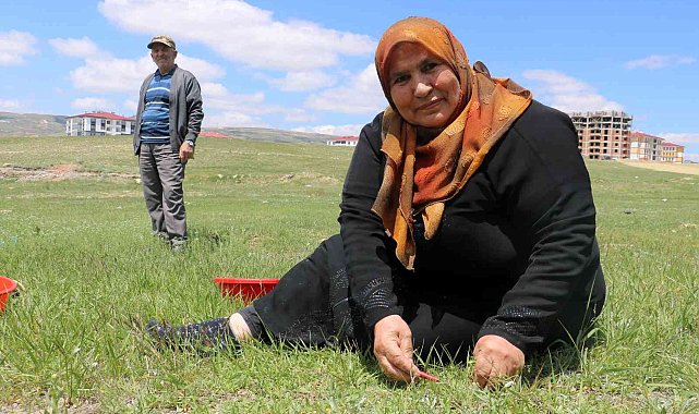 Adına bir çok türkü yazılan yabani ot, onlarca yemeğe de lezzet katıyor