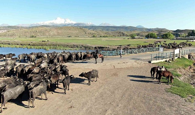 Afrika değil Kayseri