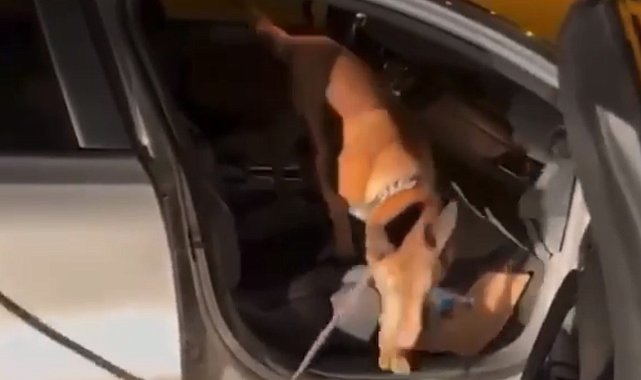 Afyonkarahisar Emniyeti'nde görevli narkotik köpeği "Coo" ayın birincisi seçildi