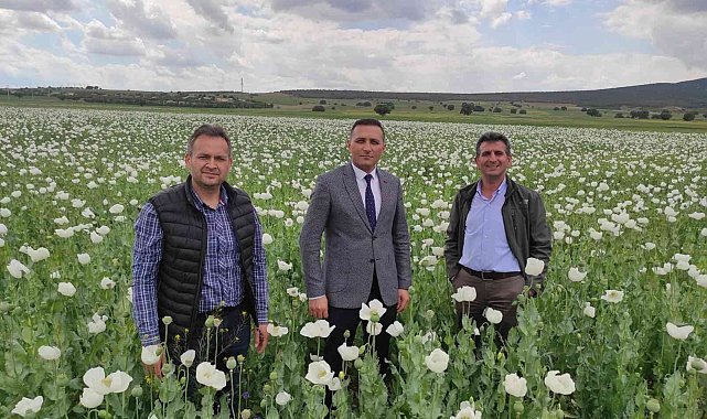 Afyonkarahisar&#039;da bu yıl en çok haşhaş Dinar&#039;da ekildi
