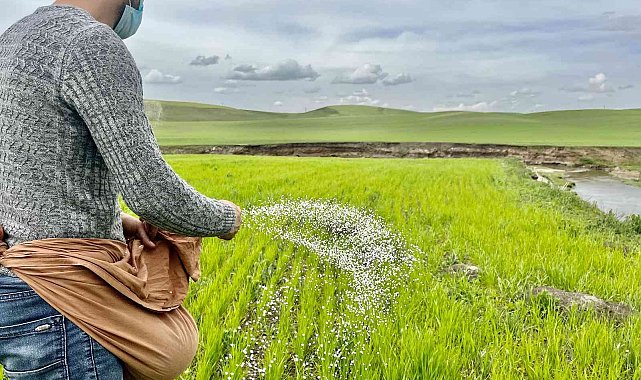 Ağrı'da yağışlar etkili oldu, çiftçi eski usul elle gübrelemeye döndü