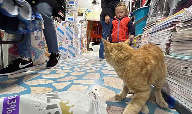 Akşam dükkan kapanırken geliyor sabaha kadar gitmiyor