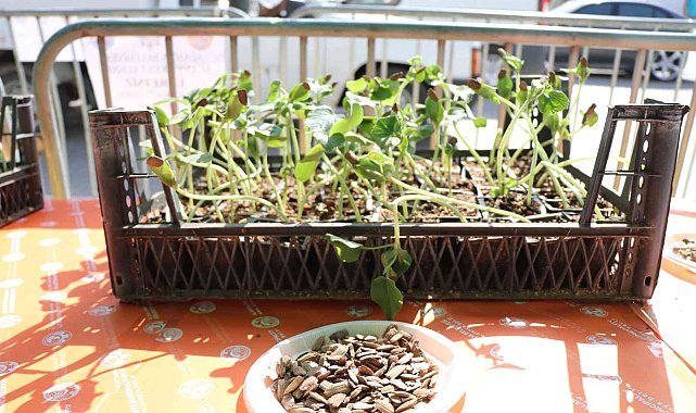 Alanya'da su kabağı fidesi dağıtımı devam ediyor