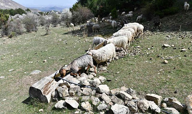 Ankara Büyükşehir Belediyesi'nden hayvancılık yapan çiftçilere "SIVAT" desteği