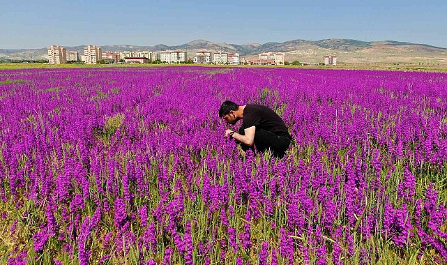 Ankara'da boş arazide bulunan mor çiçekler görülmeye değer bir manzara sunuyor