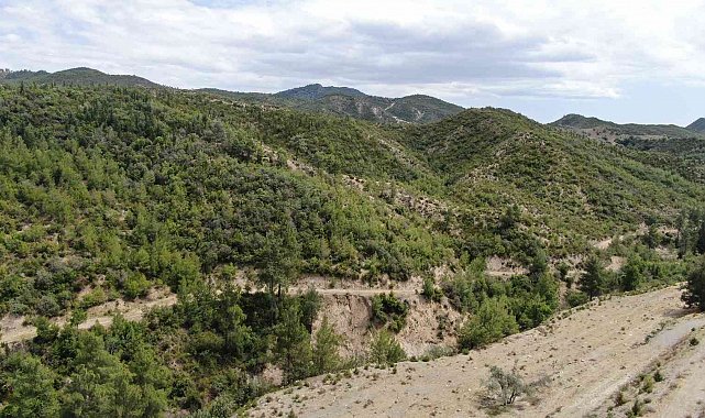 Antalya'da 14 yıl önce orman yangınında küle dönen alanlar yeniden yeşile büründü