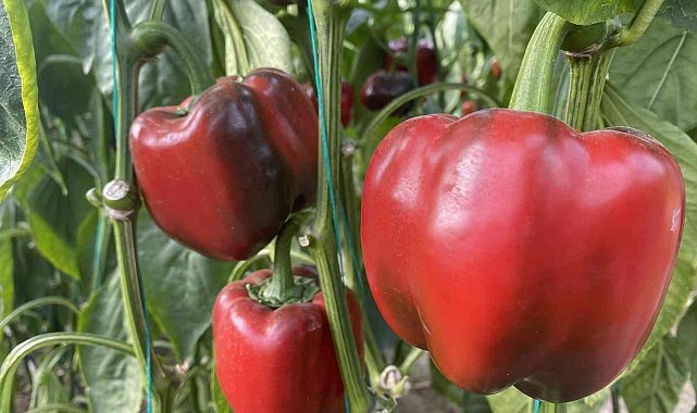Antalya'da Kaliforniya biberi sezonu sona erdi