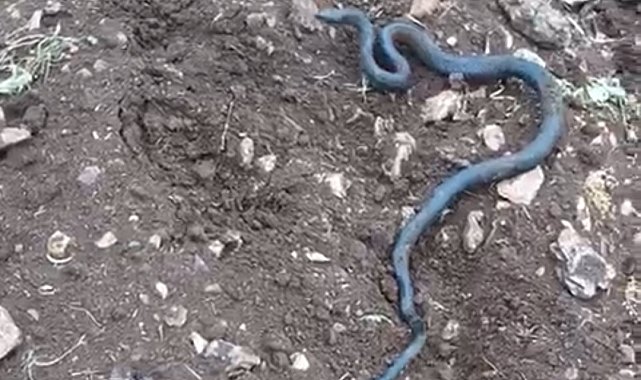 Arazi genişletirken kayaların altında 2 metrelik yılanlar çıktı