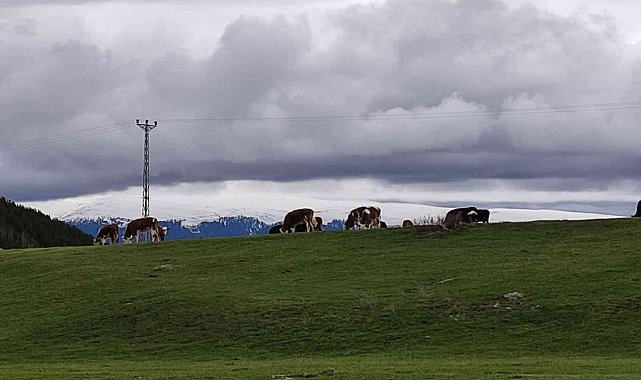 Ardahanlı besiciler, çetin kış sonrası meraya indi