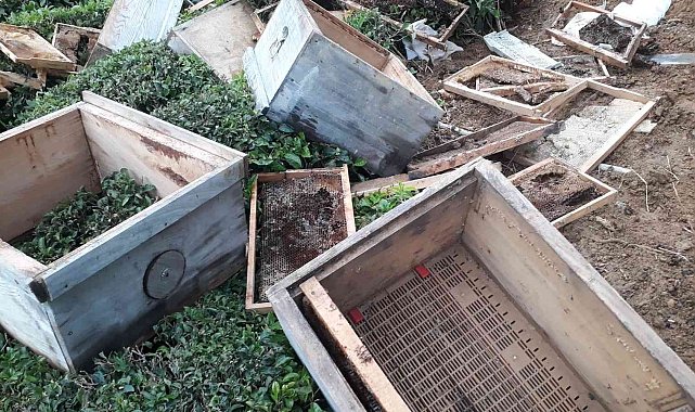 Arhavi'de aç kalan ayılar kovanları parçaladı