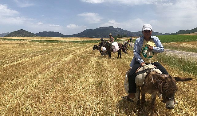 Arpa hasadı başladı, edeler at ve eşekleriyle yem sırasına girdi
