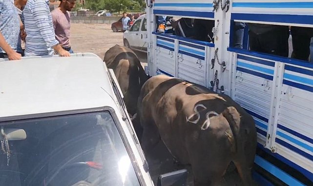 Artvin'de boğalar arenaya sığmadı, park halindeki bazı araçlar zarar gördü