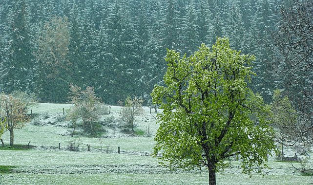 Artvin'in yüksek kesimlerinde kar etkili oldu