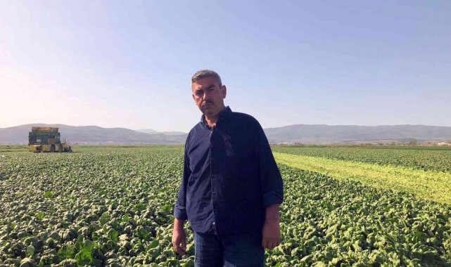 Avrupa'nın ıspanağı Bursa'dan gidiyor