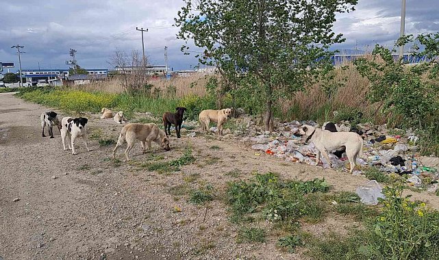 Aydın&#039;da başıboş köpekler hem yayaların hem de sürücülerin korkulu rüyası haline geldi