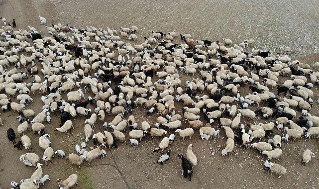 Aydın'da bin 755 üreticiye 4 milyon TL ödenecek