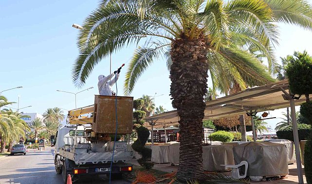 Aydın'da kırmızı palmiye böceği kontrolleri yapılıyor