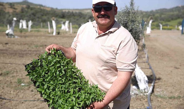 Aydın'da "Ata Tohumları Projesi" büyümeye devam ediyor
