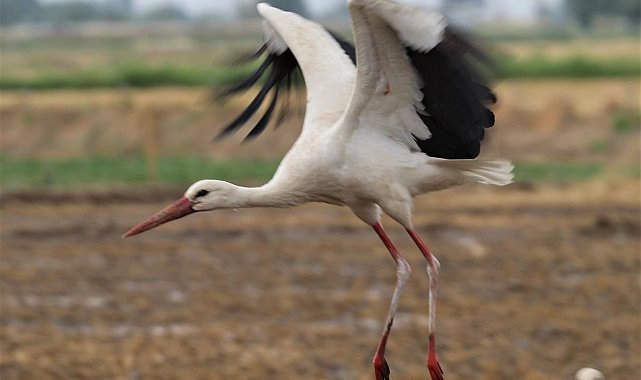 Aydın'ın sembolü leylekler gelmez oldu