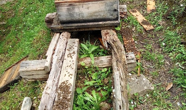 Ayılar, evin yanındaki arı kovanlarını parçaladı