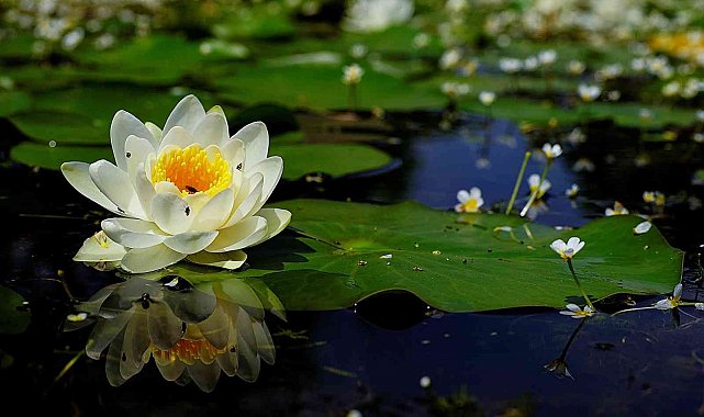 Baharla birlikte Karacabey Longozu büyülüyor