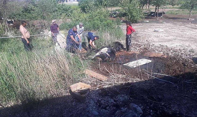 Balçığa saplanan ineği itfaiye kurtardı