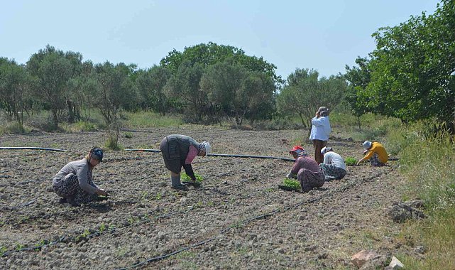 Balıkesir'de 50 bin stevya bitkisi toprakla buluştu