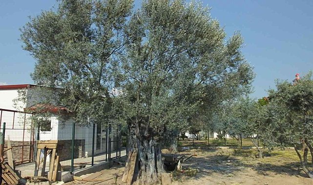 Balıkesirli gurbetçi 1300 yıllık zeytin ağacı ile dertleşiyor