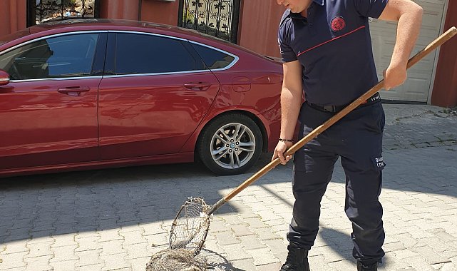 Bandırma&#039;da cadde üzerinde gezen kokarca itfaiye ekipleri tarafından yakalandı