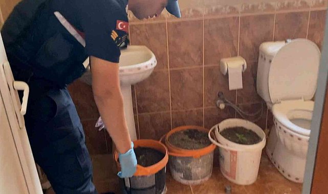 Banyoda boya kovalarında kenevir üretimine jandarma darbesi