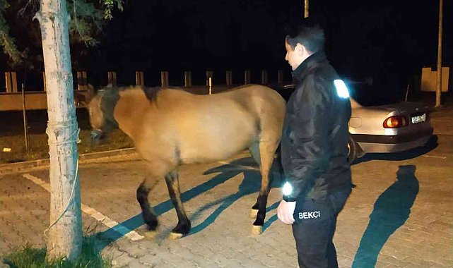 Başı boş halde dolaşan atı mahalle ve çarşı bekçileri koruma altına aldı