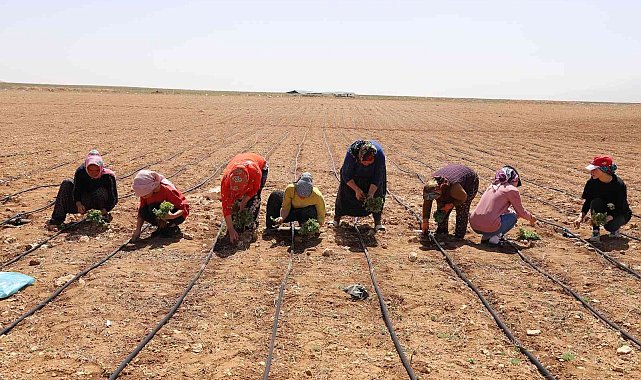 Başkan Altay: &quot;Kıraç arazileri kekik ve adaçayı ile üretime kazandırıyoruz&quot;