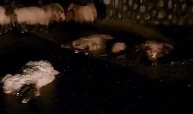 Batman'da otomobil koyun sürüsüne daldı: 50 koyun telef oldu