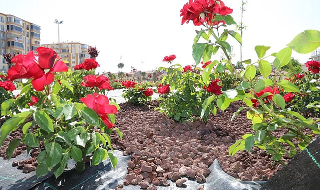 Battalgazi'deki gül bahçesinin yüzde 75'i tamamlandı