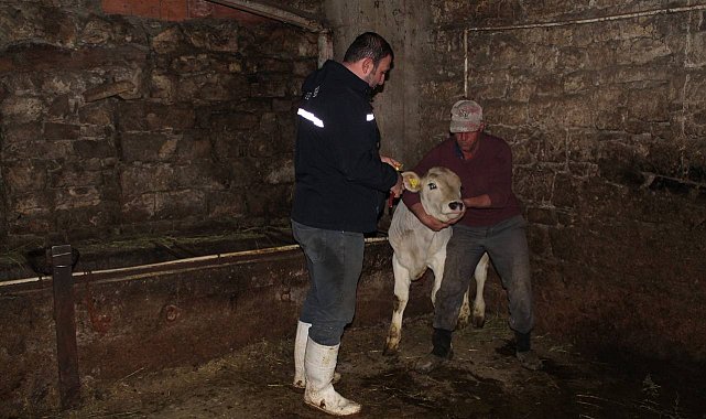 Bayburt'ta Kurban Bayramı öncesi büyükbaş hayvanlar aşılanıyor