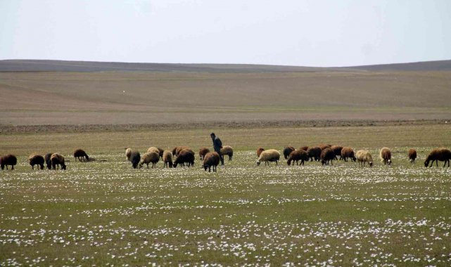 Bayburt'ta yaylalar koyun sürüleriyle renklendi