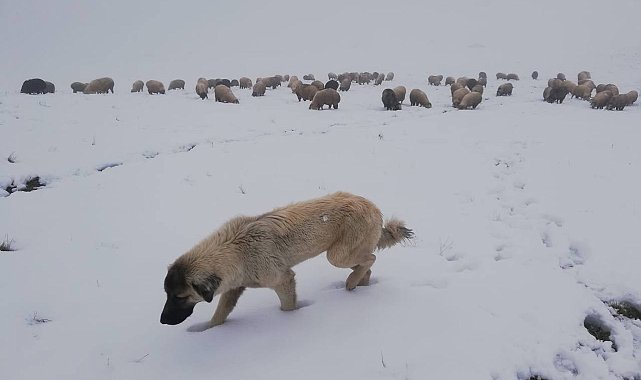 Bayburt'un yüksek kesimlerinde kar yağışı görüldü